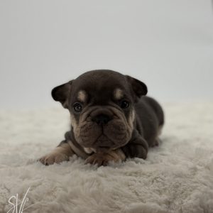 Stetson