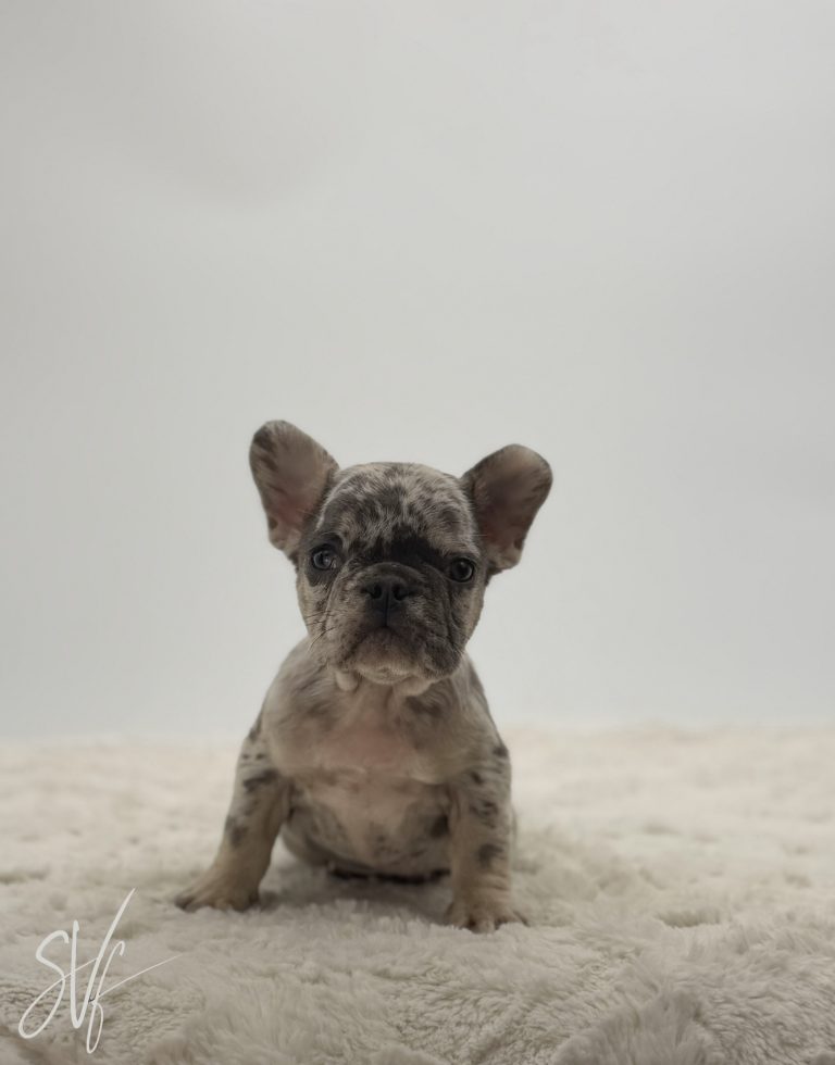 Stella - Image 3
