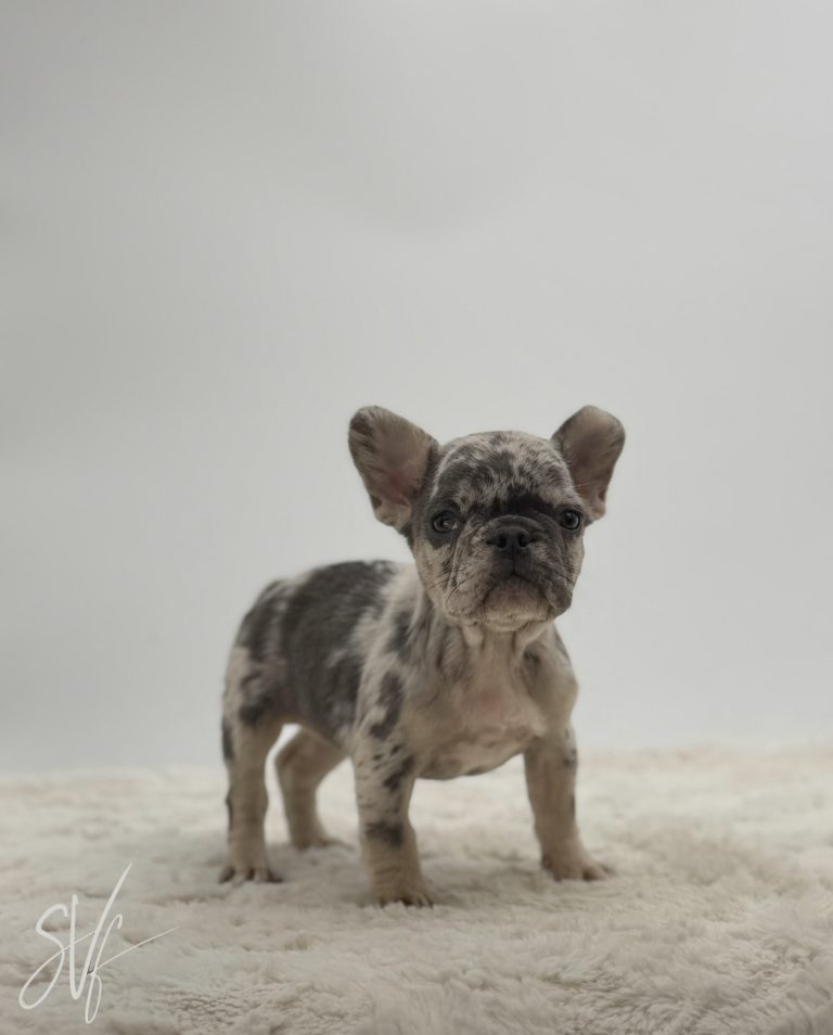 Stella - Image 2