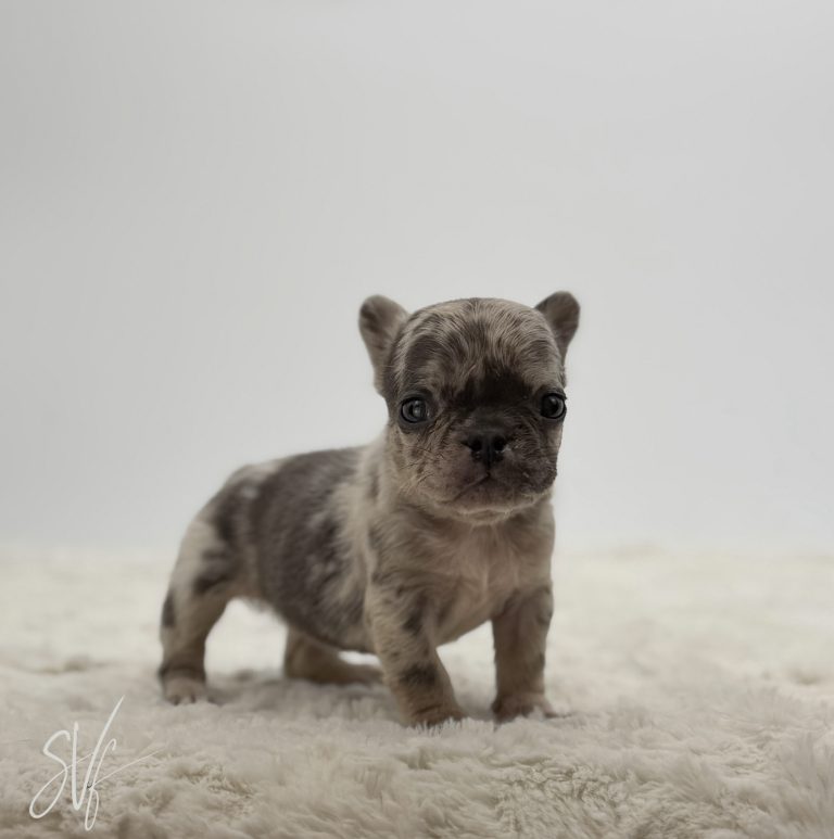Stella - Image 6