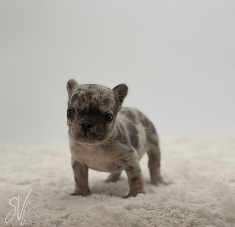 Stella - Image 4