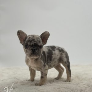 Stella