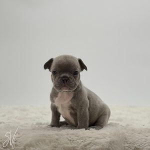 Diesel
