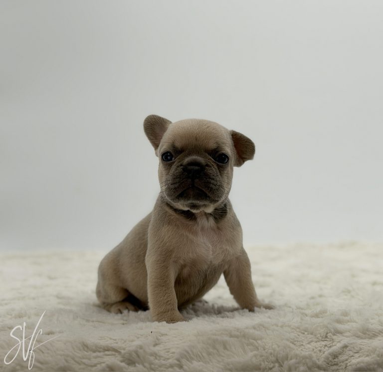Brandy - Image 4