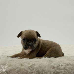 Winston
