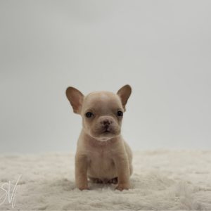 Frankie