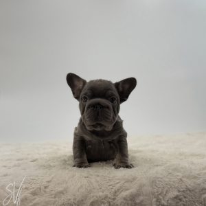 Griffin