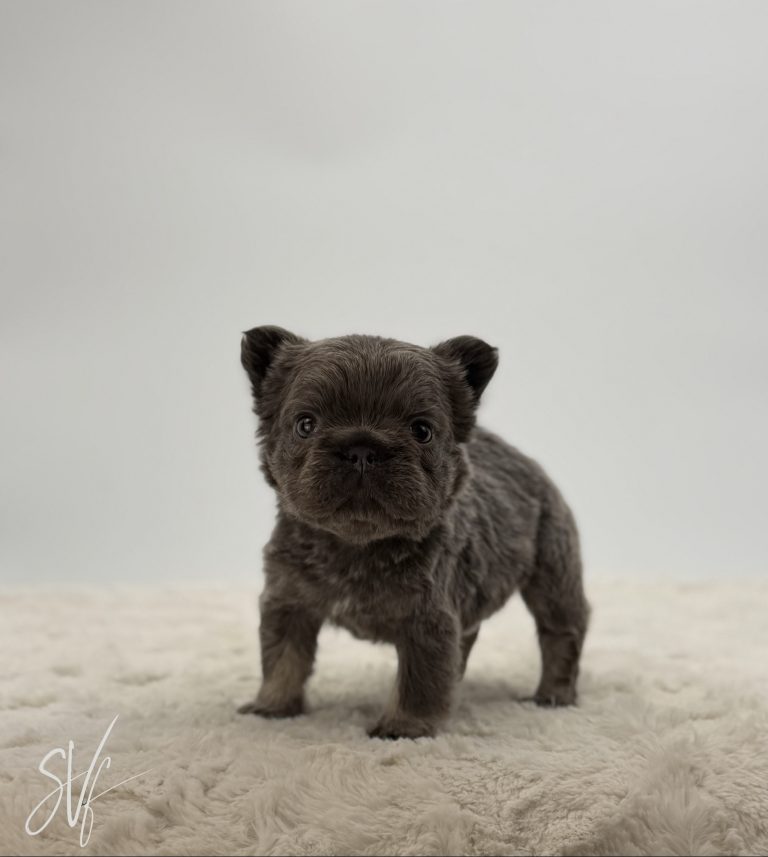 Gemma - Image 2