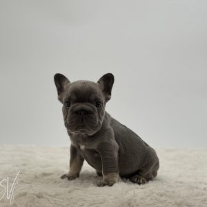 Gus