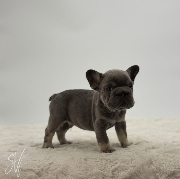 Gus - Image 2