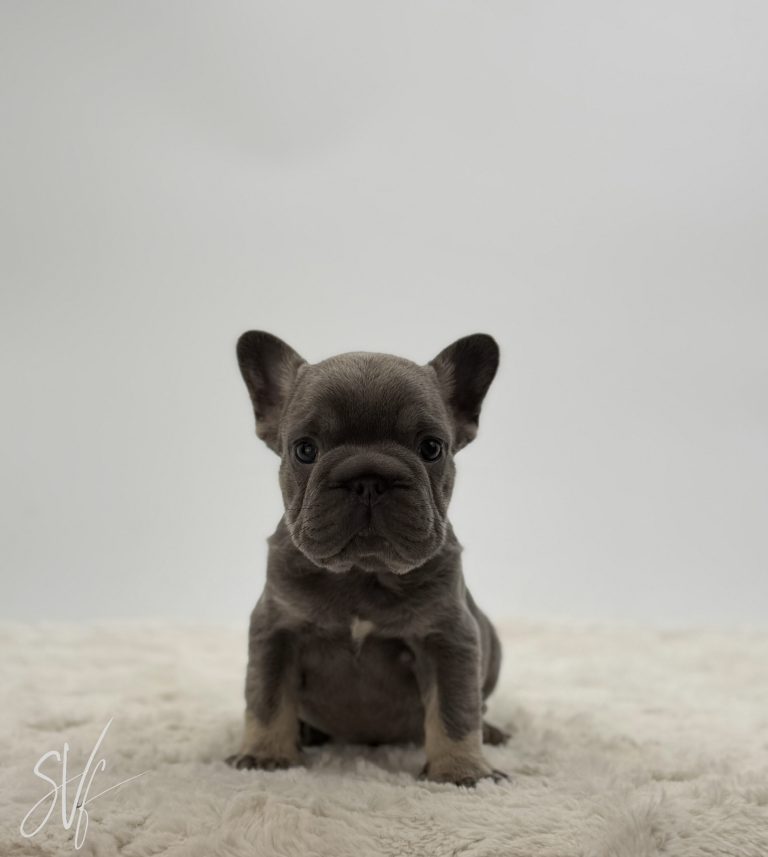 Gus - Image 3