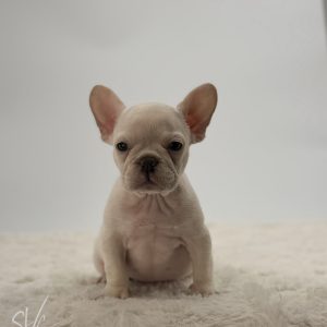 Eloise
