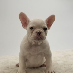 Gaston