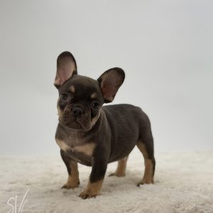 Sam