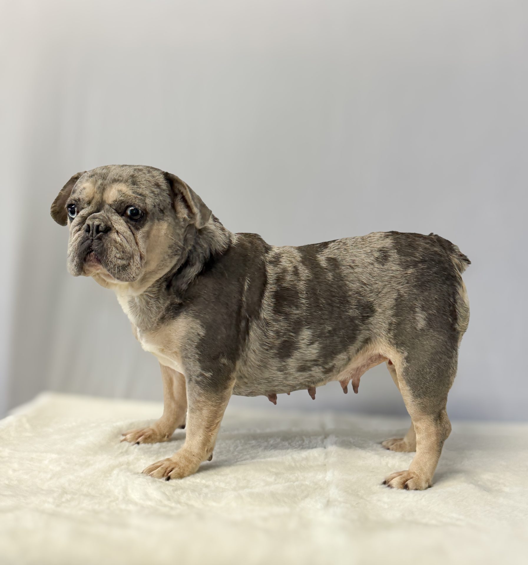 Candy, French Bulldog parent at Serene Valley Frenchies