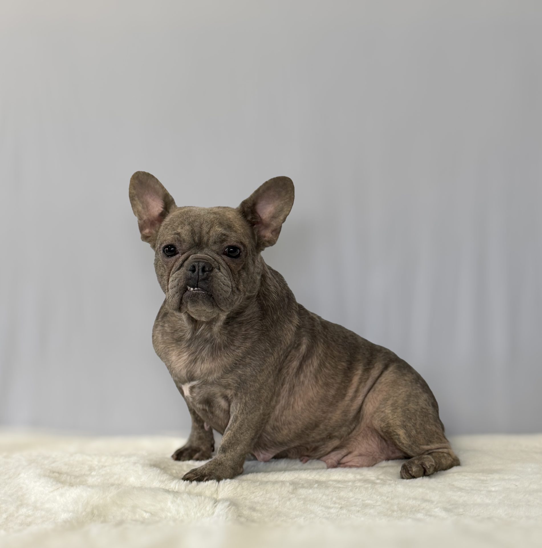 Peaches, French Bulldog parent at Serene Valley Frenchies