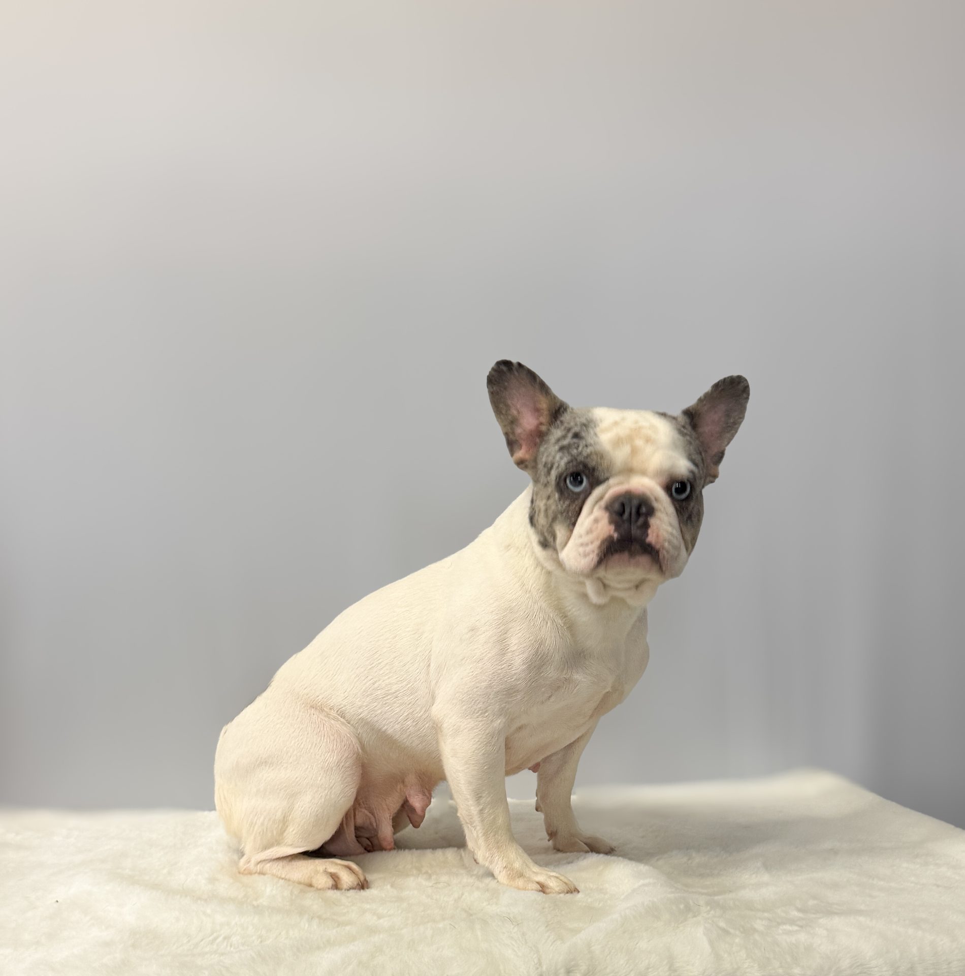 London, French Bulldog parent at Serene Valley Frenchies