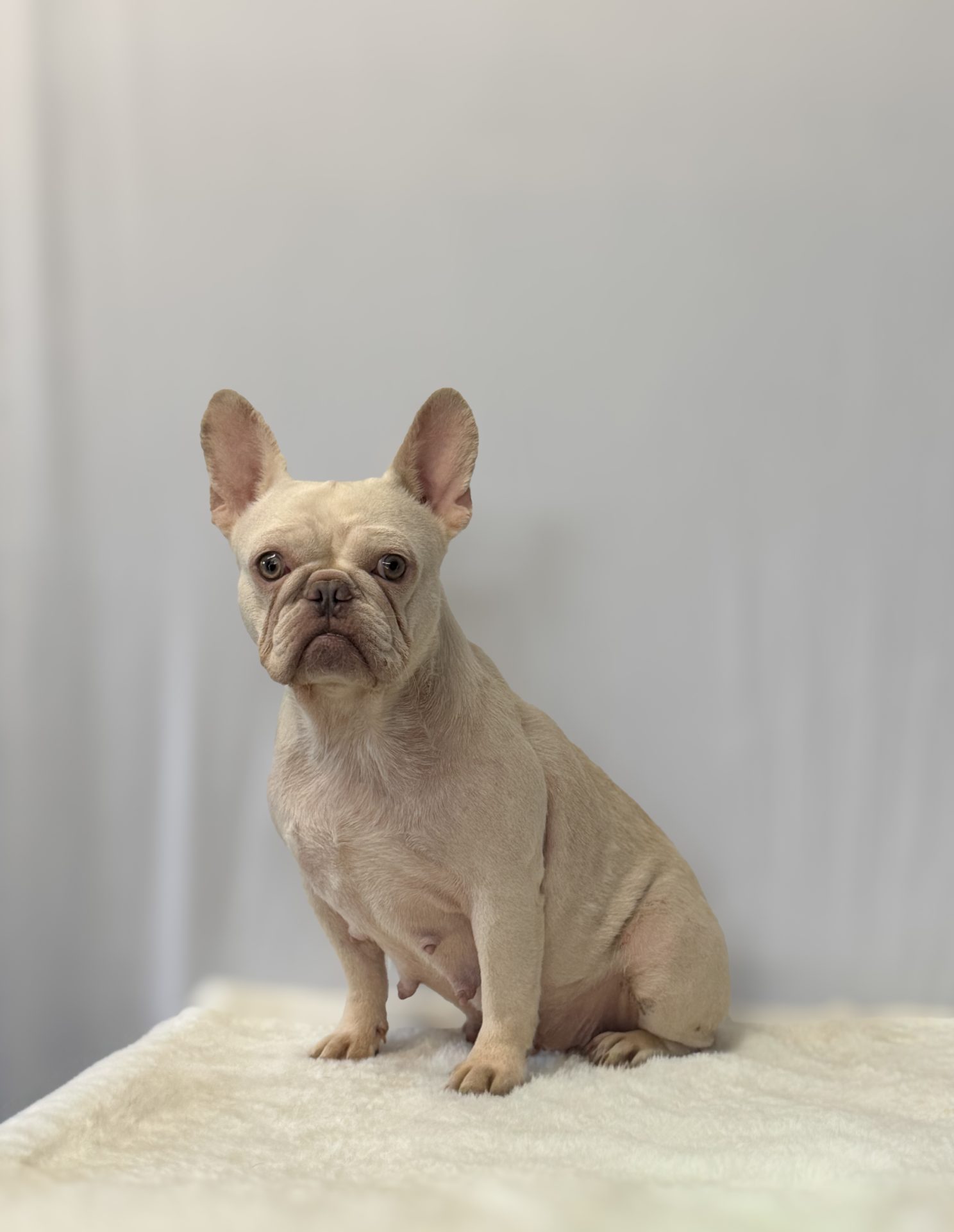 Creamstick, French Bulldog parent at Serene Valley Frenchies