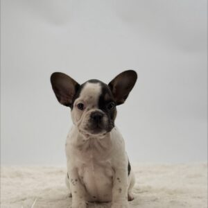 Patsy