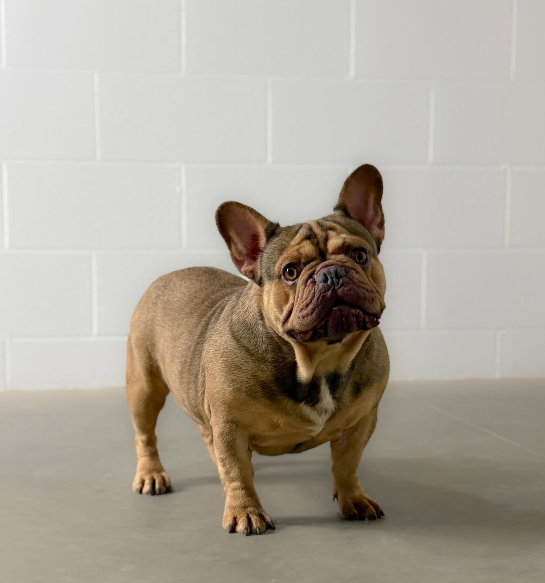 Porkchops, French Bulldog parent at Serene Valley Frenchies