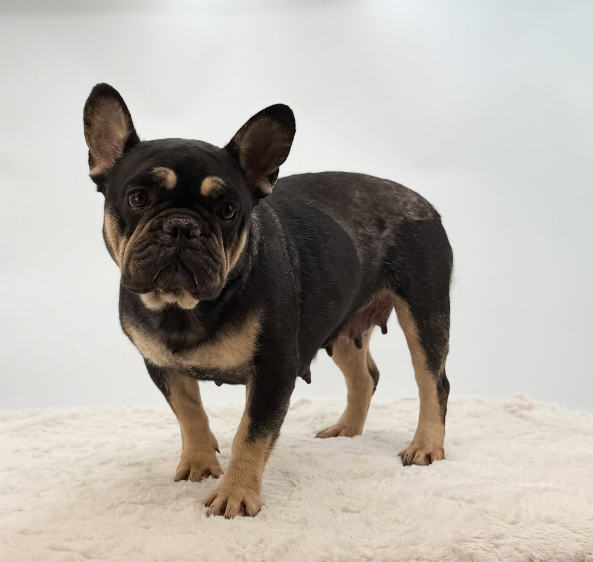 Starfruit, French Bulldog parent at Serene Valley Frenchies