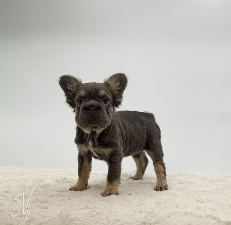 Betsy - Image 2