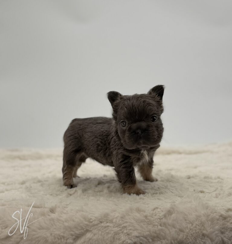 Betsy - Image 8