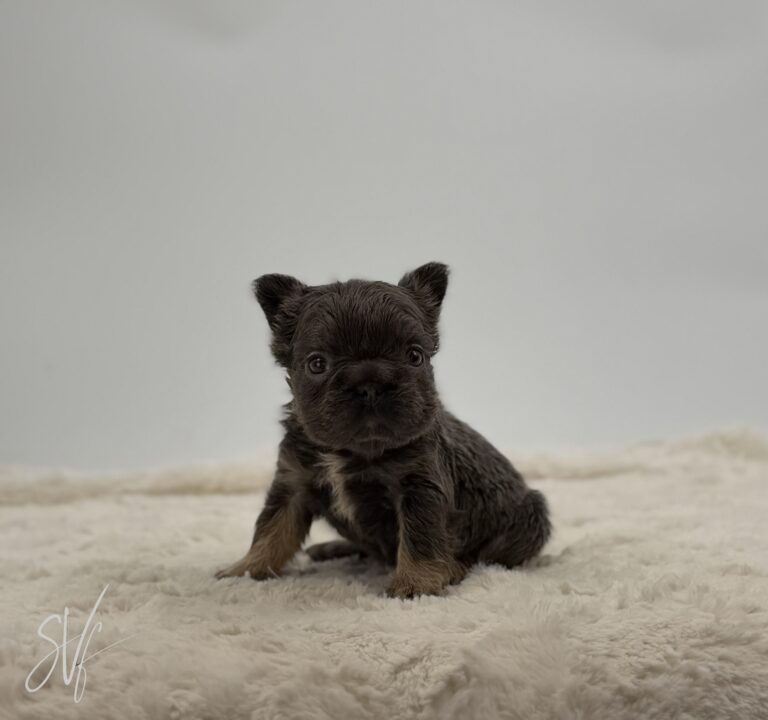 Betsy - Image 7