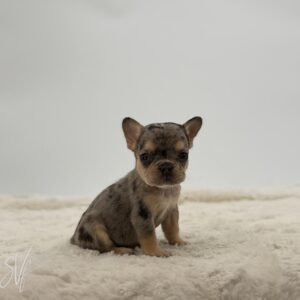 Zoe