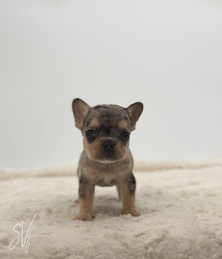 Zoe - Image 3