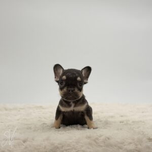 Diesel