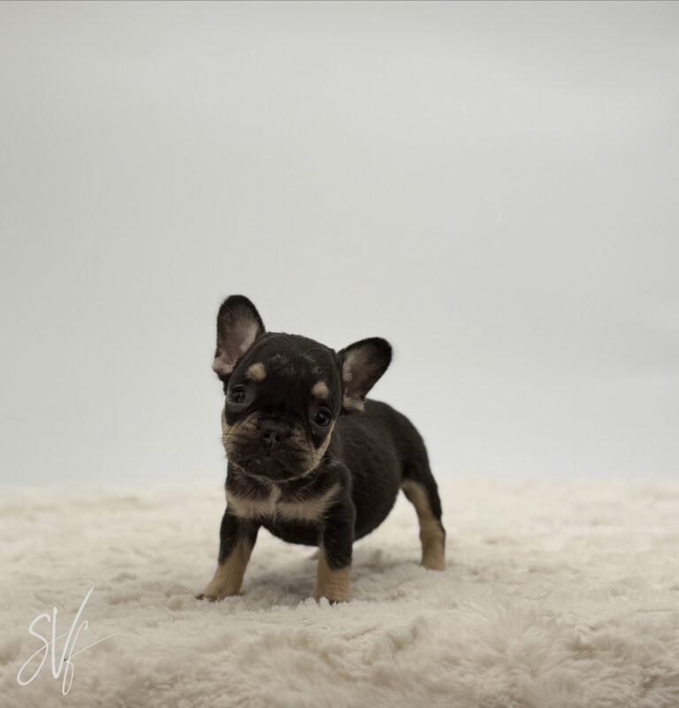 Diesel - Image 2