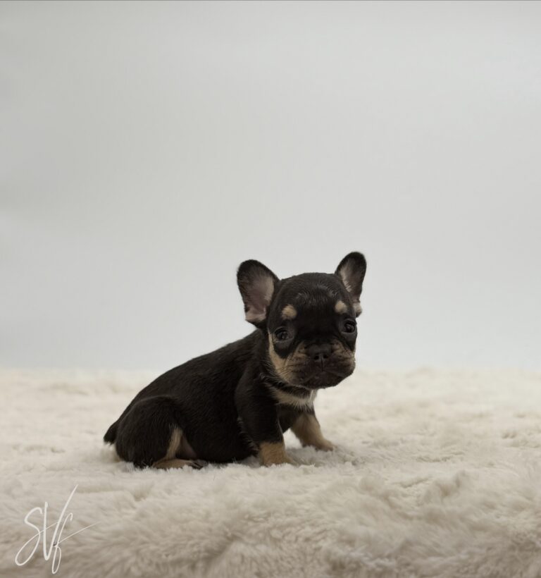 Diesel - Image 3