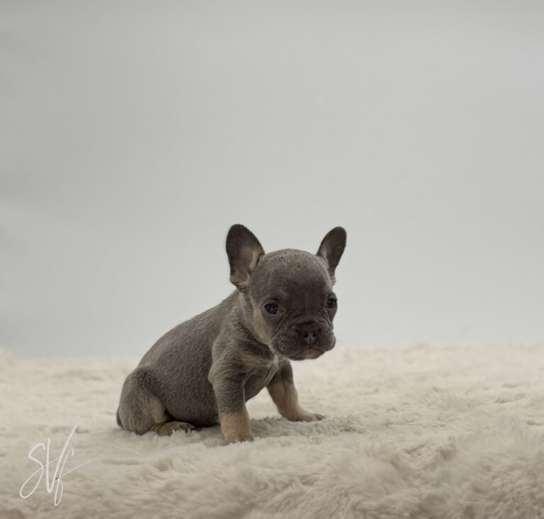 Dottie - Image 5