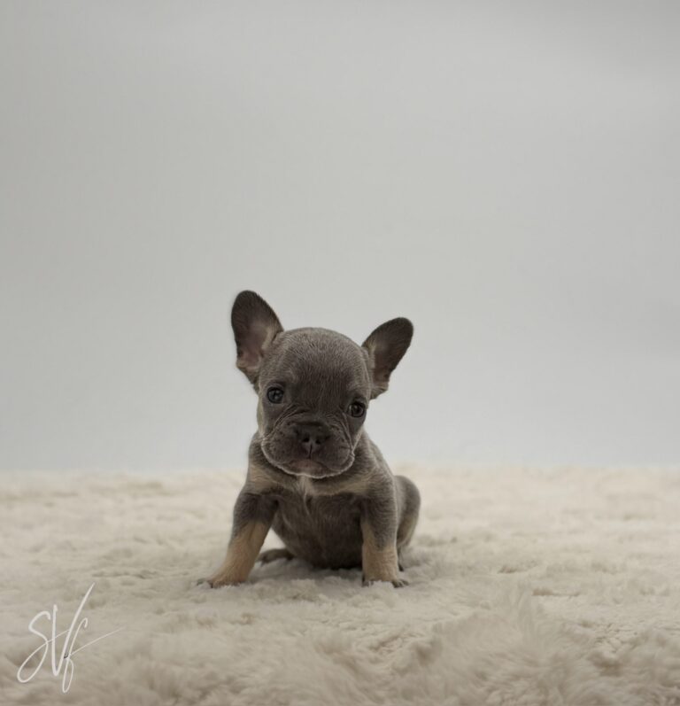 Dottie - Image 6