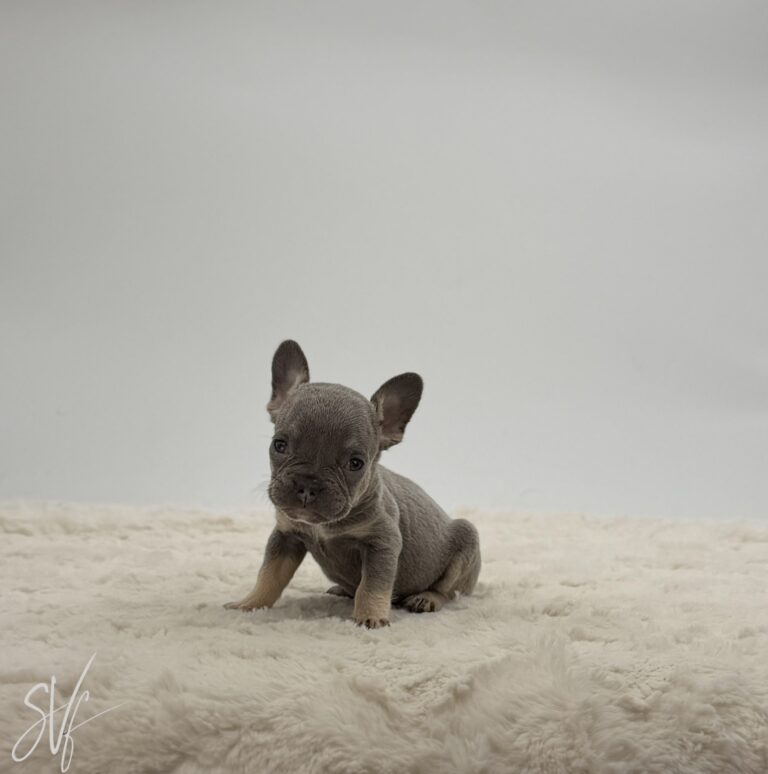 Dottie - Image 4