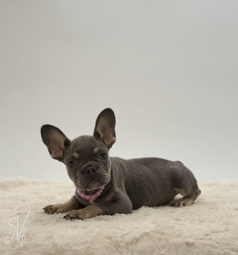 Dottie - Image 2