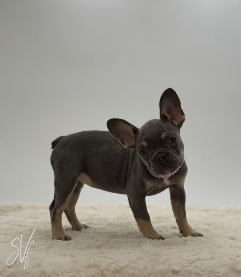 Dottie - Image 3