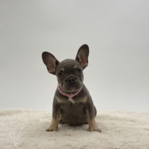 Dottie