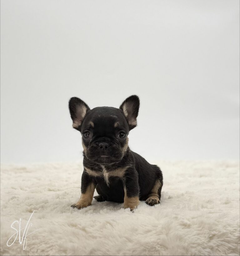 Daisy - Image 2