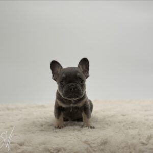 Dylan