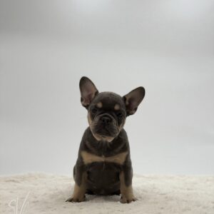 Wilma