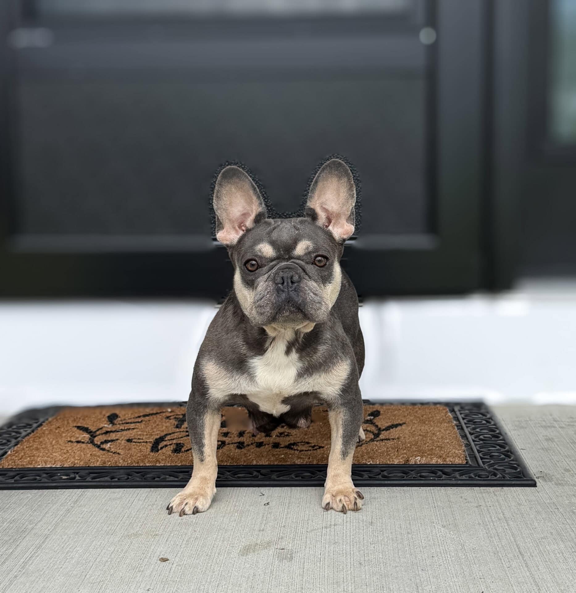 Olivia, French Bulldog parent at Serene Valley Frenchies