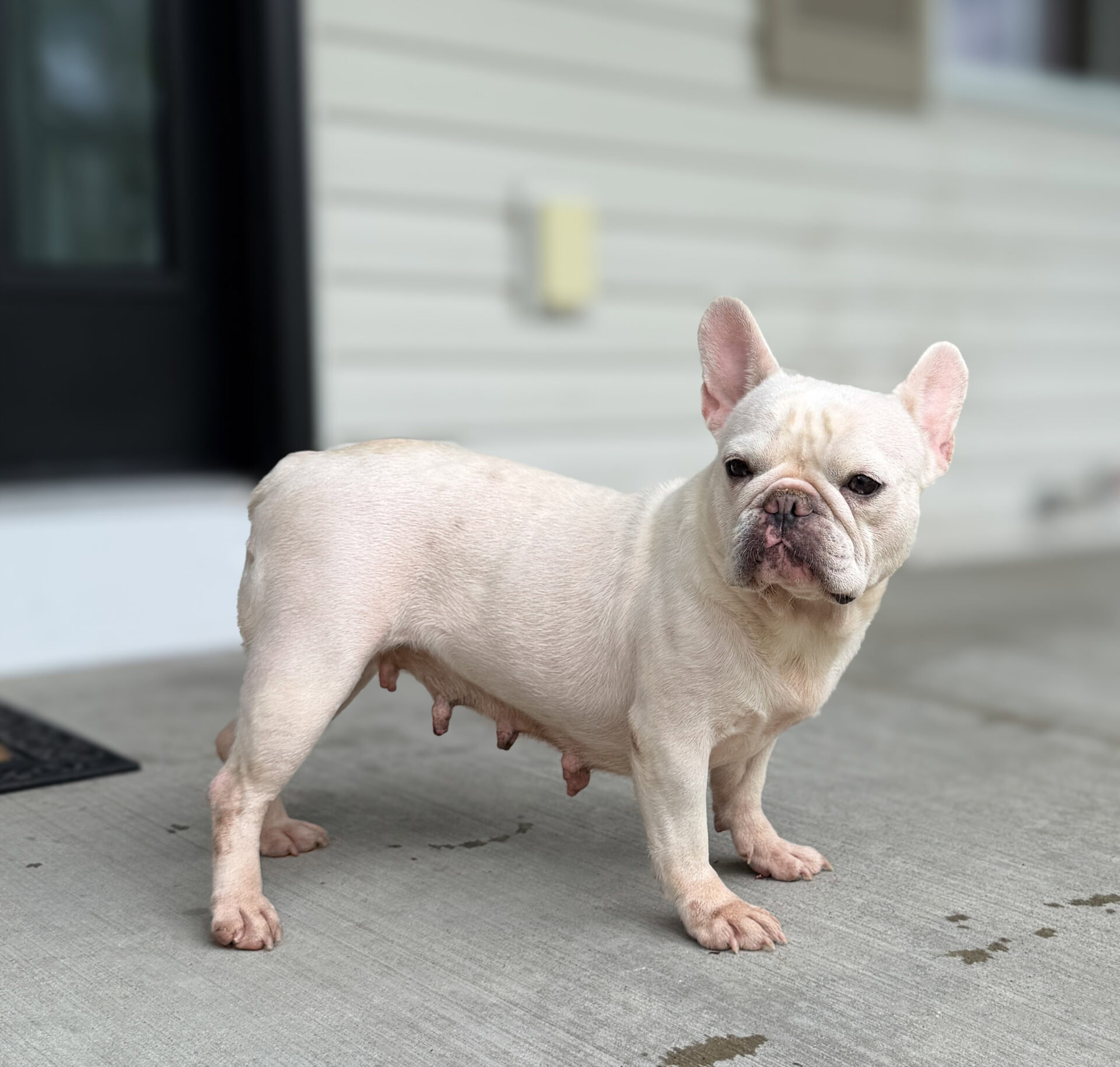 Sandy, French Bulldog parent at Serene Valley Frenchies