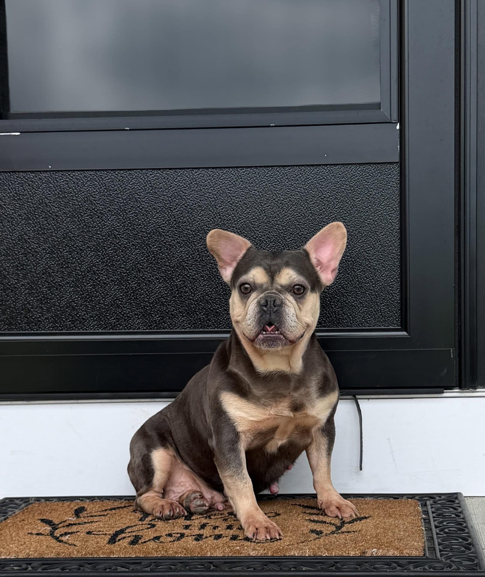 Ella, French Bulldog parent at Serene Valley Frenchies