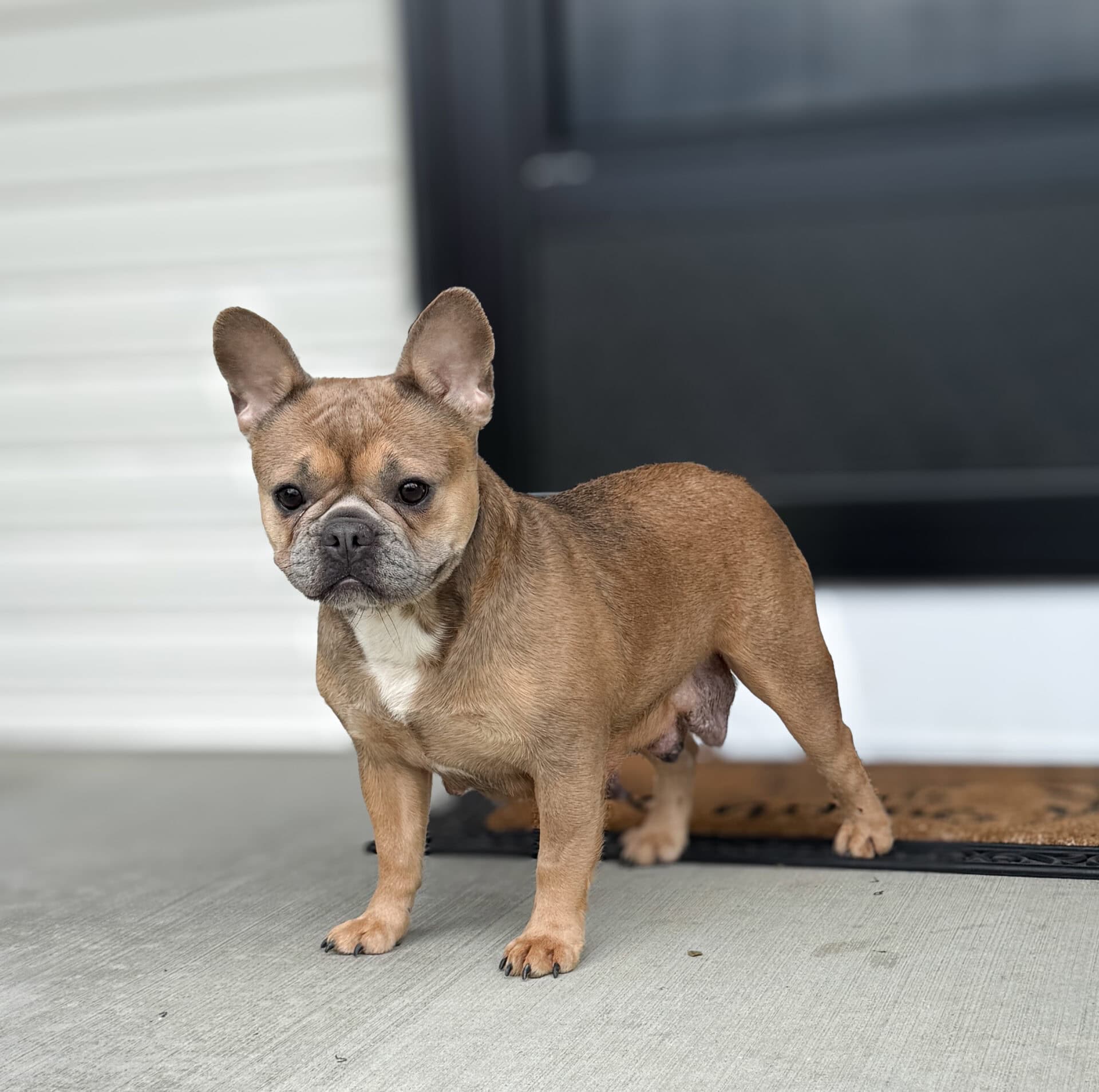 Bella, French Bulldog parent at Serene Valley Frenchies