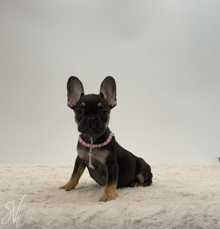 Darlene - Image 2