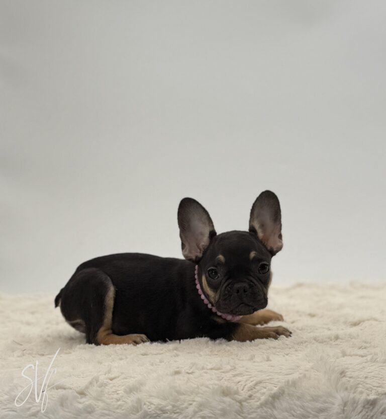Darlene - Image 3