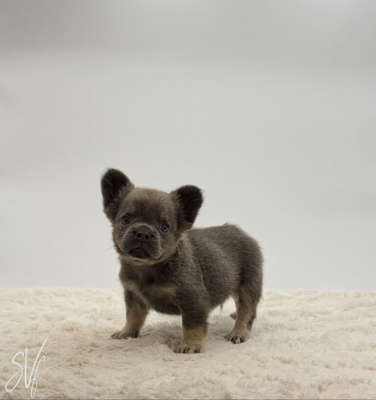 Indian - Image 6