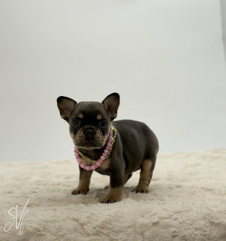 Olivia - Image 2